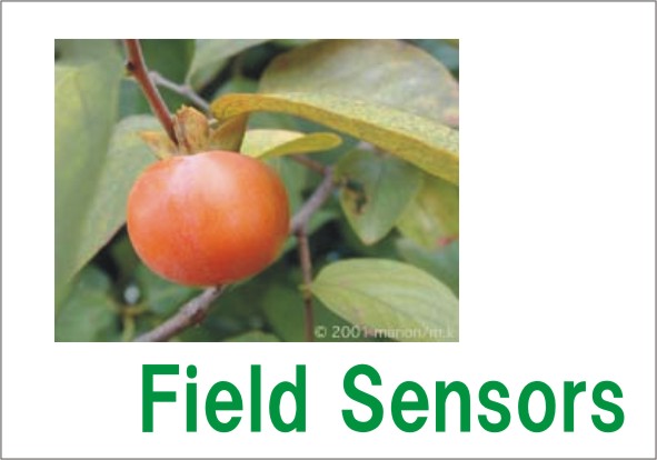 FieldSensor.jpg